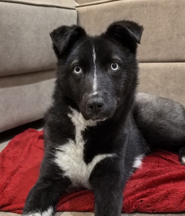 Хаски/лайка самка