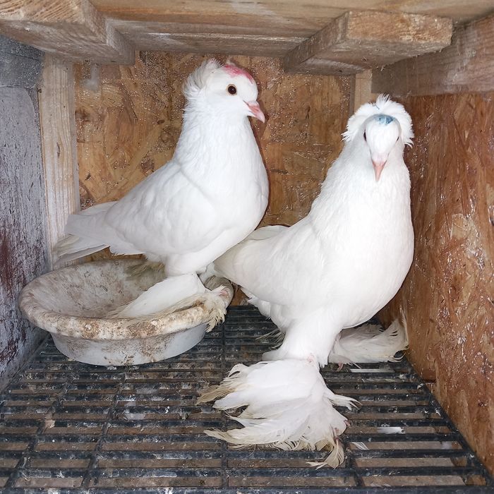 Schimb porumbei uriasi maghiari