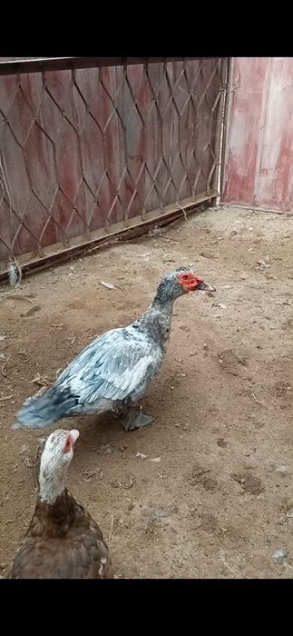 Индаутки крупные