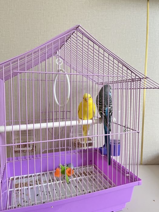 попугаичики 1 мальчик 1 девочка