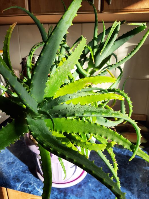 Алоэ.Лекарственное растение.,