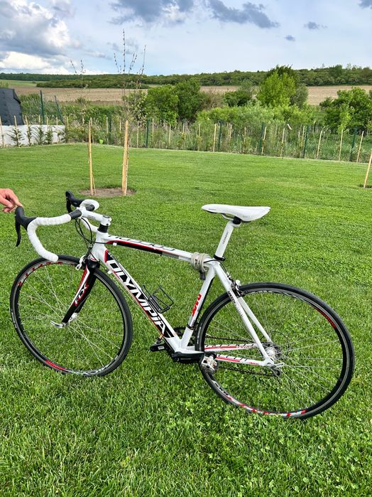 Cursieră Olympia Speedy Race AL7005DB, Campagnolo Veloce, Carbon, 54