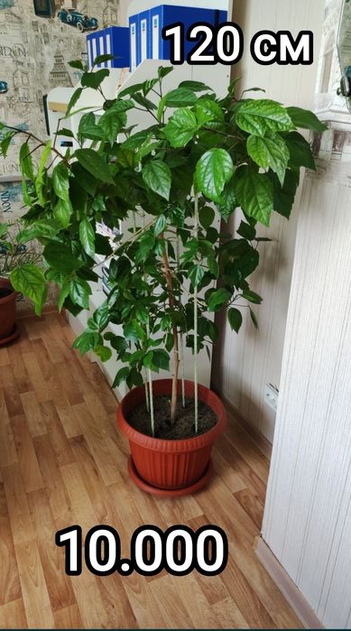 Комнатные растения в офис