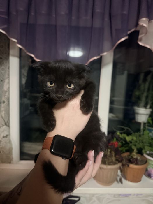 Отдам котят в добрые руки!