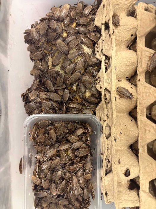 Мраморный таракан  30тг