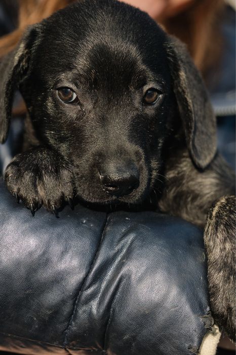 Щенки в поиске дома