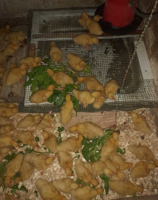 Boboci rață de carne