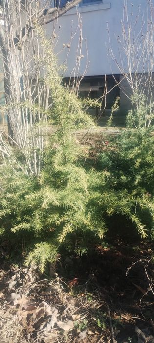 Продавам фиданки ливански кедър и аризонски кипарис