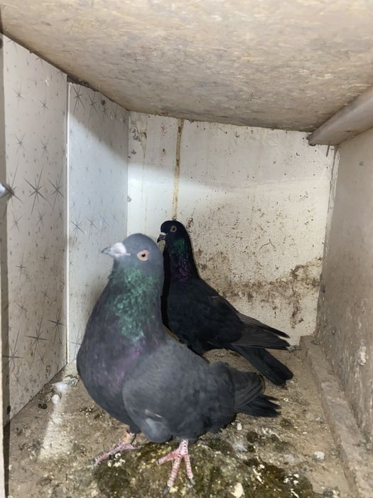 Продам голубей !