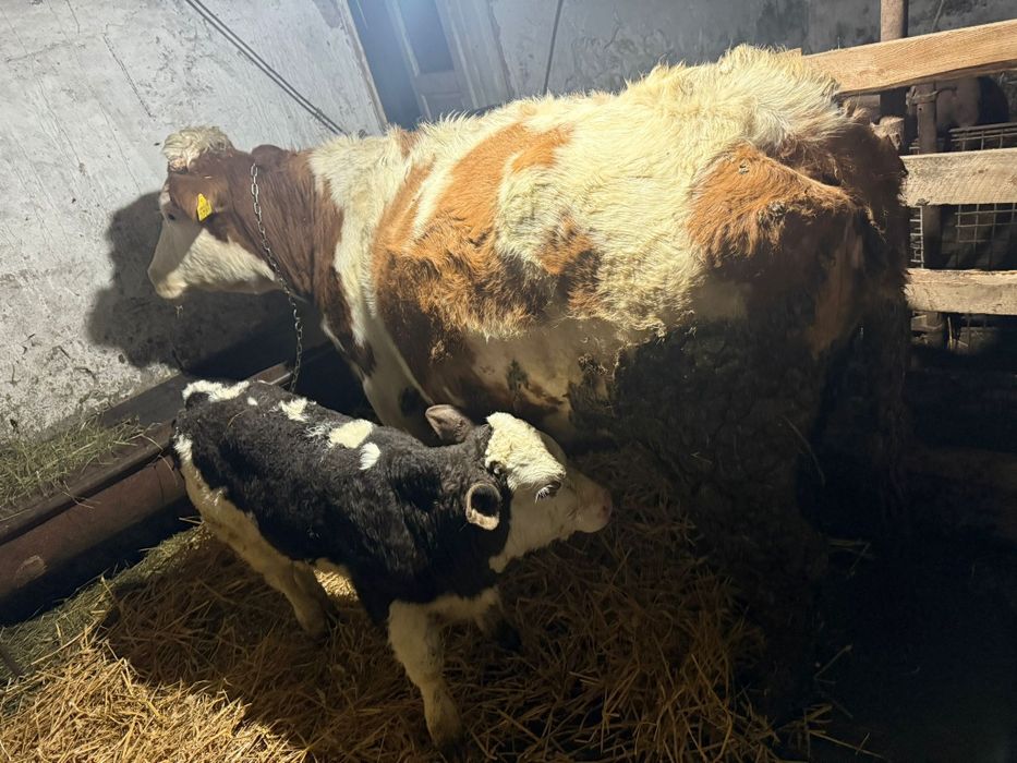 Vând vaca prima fătare cu vitel