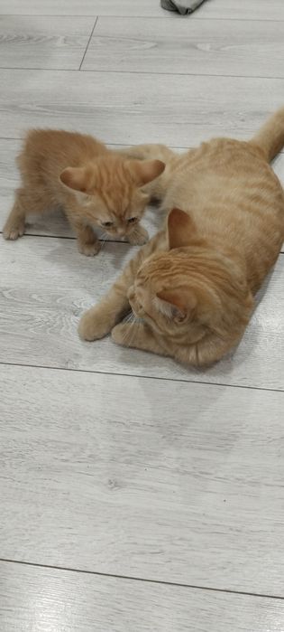 Отдам котят в добрые руки