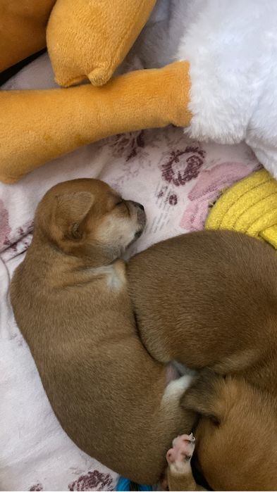 Продам щенят чихуахуа