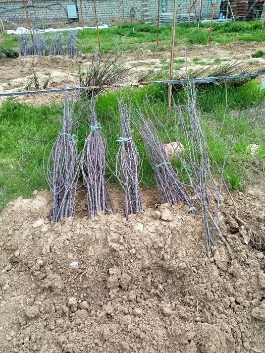 Koʻchatlar sotiladi