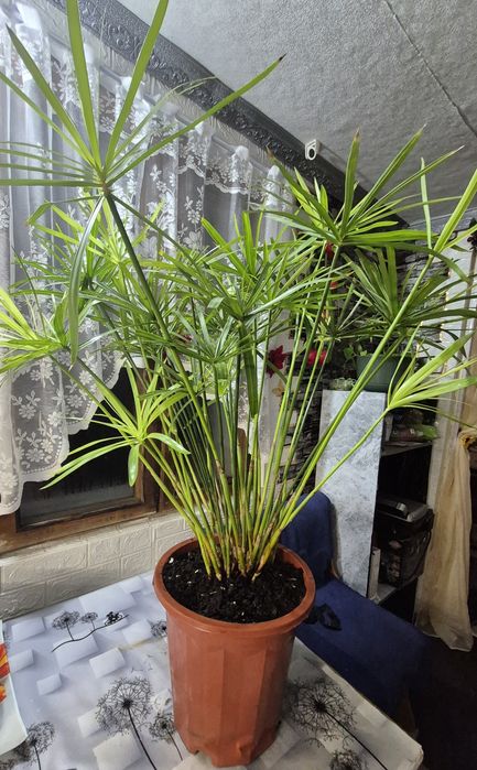 Циперус (Папирус) от 1500