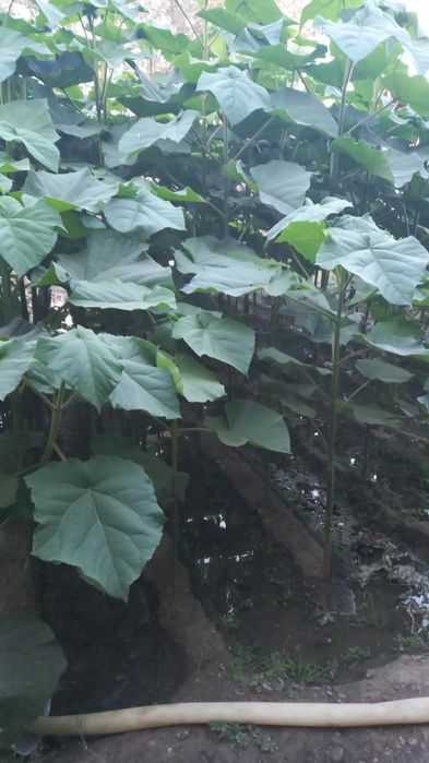 Павлония дарахт кучатлари сотувда