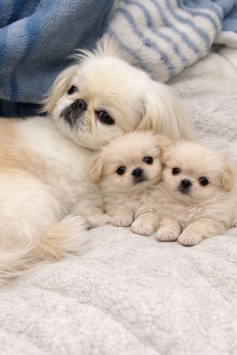 Щеночки пекинеса