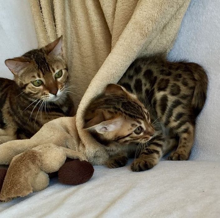 Продам бенгальских котят