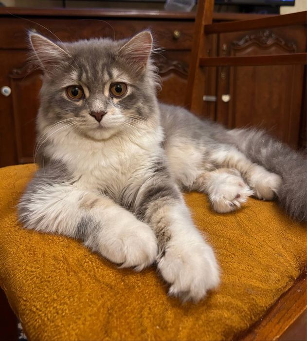 5-месячный Локи ищет новых хозяев