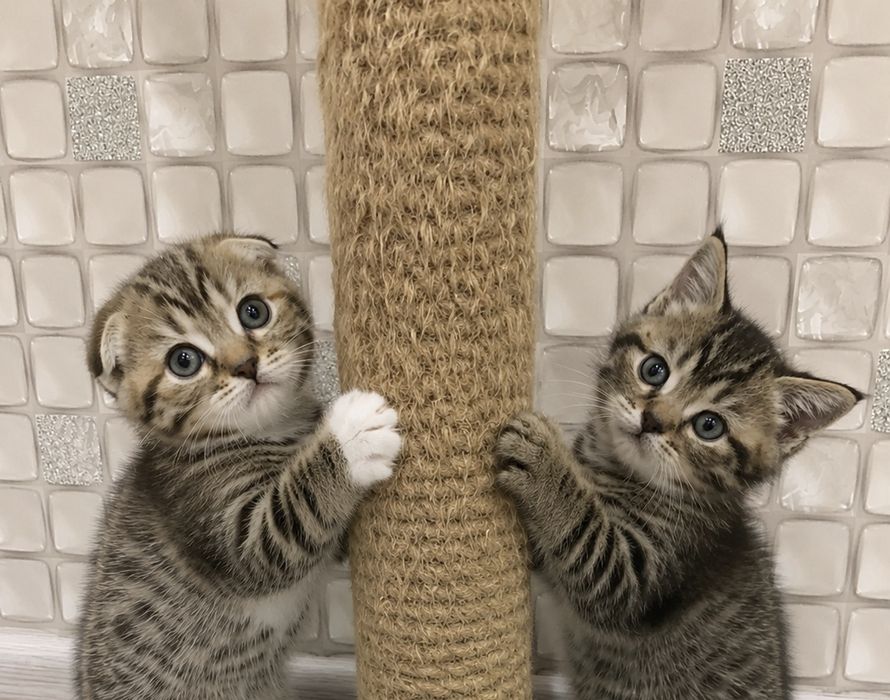 Шотландские котята