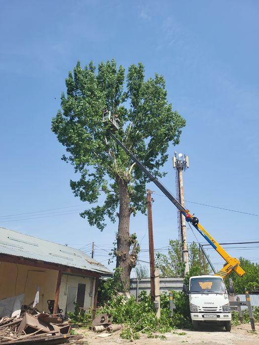 Спил деревьев агаш кесемиз