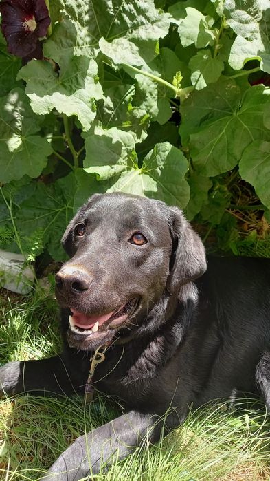 Лабрадор-ретривер(девочка 3года) для вязки