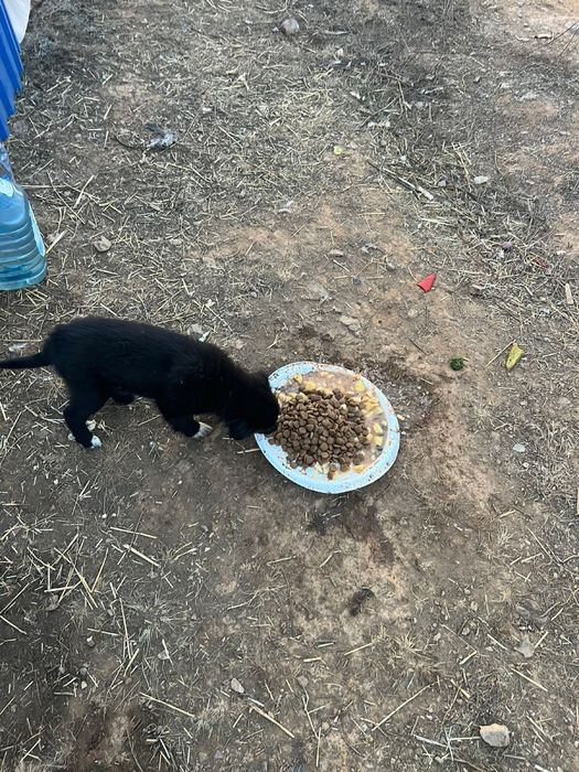 Щенки среднего размера