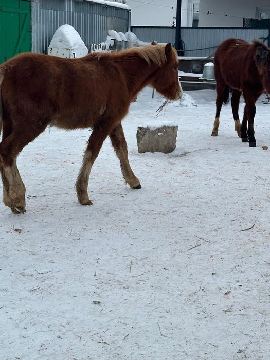 Продам,  тайчиков
