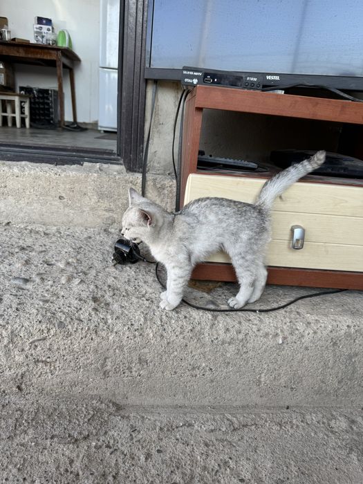 Отдам котенка в добрые руки