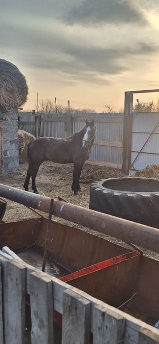 Обмен крс или бие кулынымен