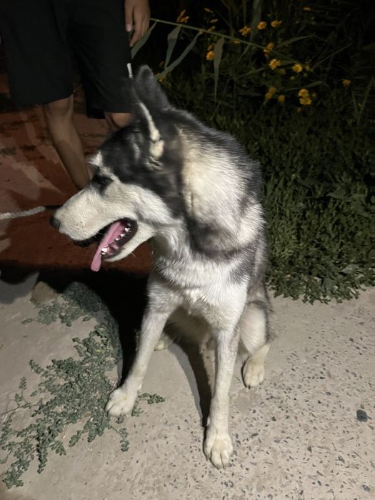 Сиберский хаски