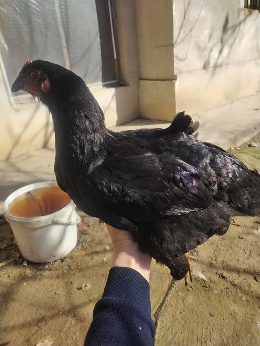 Joja tovuq tovuqlar товуклар, jojalar, жожа, жожалар