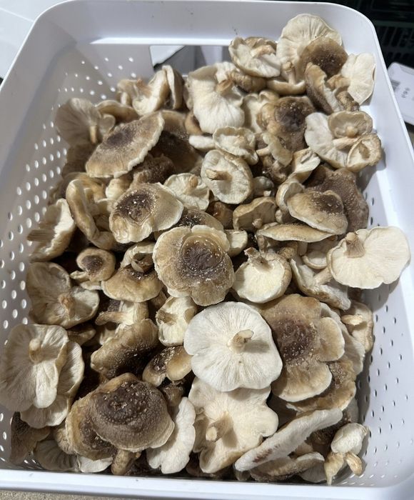 Micro ferma ciuperci gourme si medicinal(specialitate) cu LAB steril