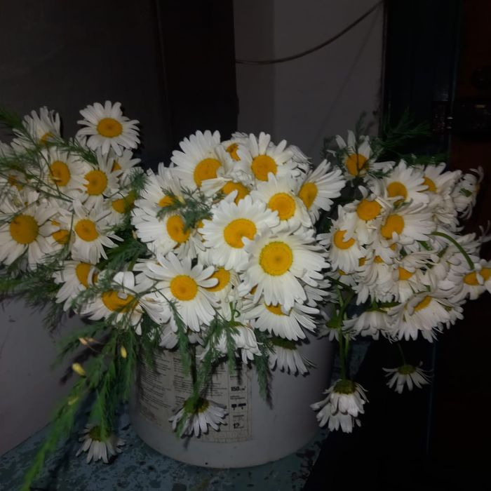 Продам букеты дачных ромашек.
