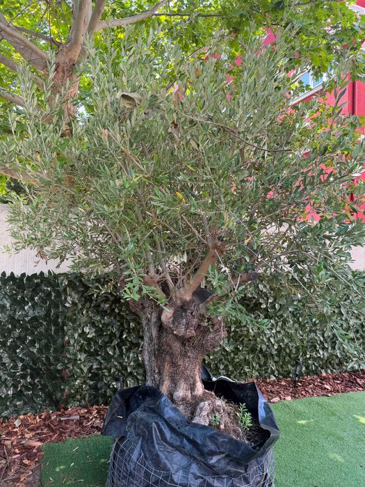 Bonsai Măslin Secular 150 Ani – Exemplar Superb de Colecție