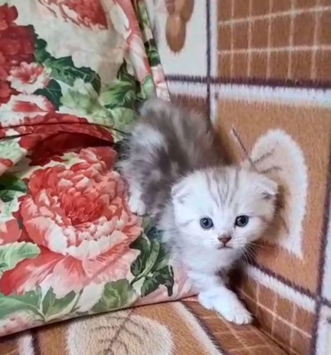 Шотландцы мраморного окраса.