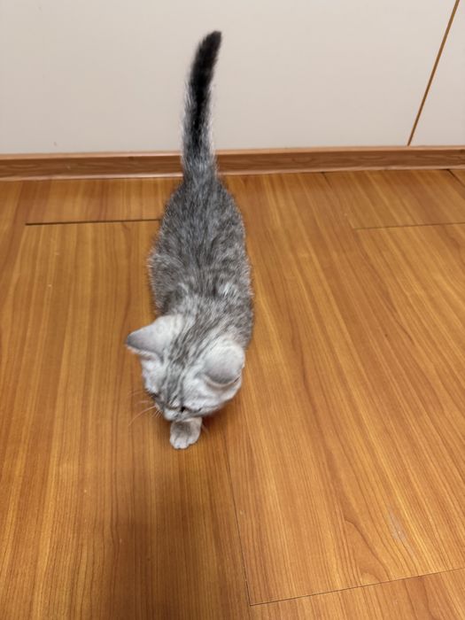 Британские котенок мальчик