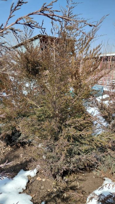 Продам маживельник,туи,сосны,ёлки