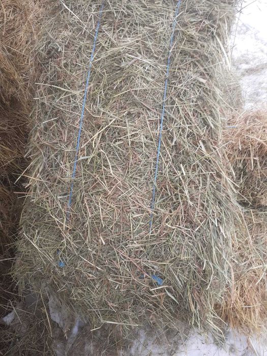 Baloti de lucernă  fan si paie dreptunghiulari