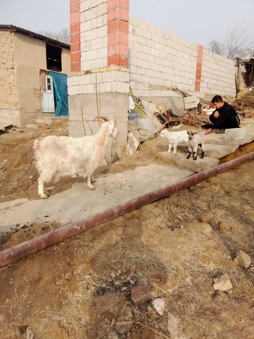 Echki sotiladi 2 ta bolasi bor 2.5litrdan 3litrgacha sut beradi