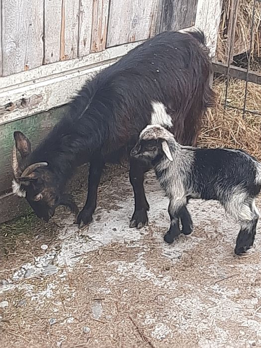 Vand 2 capre  bune de lapte și iezi, blânde și frumoase