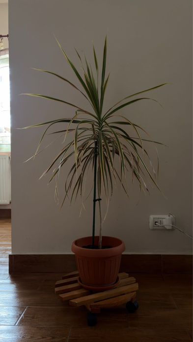 Plante ornamentale - Dieffenbachia & Dracaena