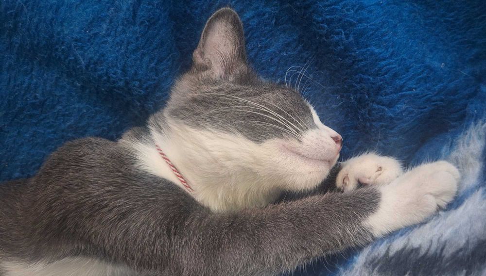 Caut adoptie pentru o pisica.