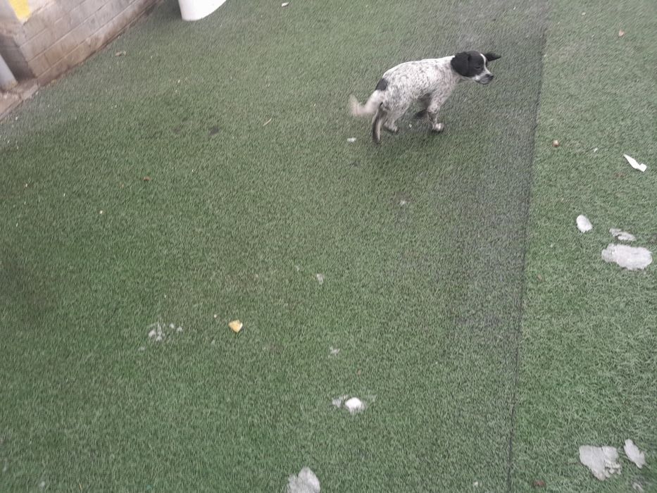 English Springer Spaniel Спаниель 

Английский спрингер-спаниель

Қысқ