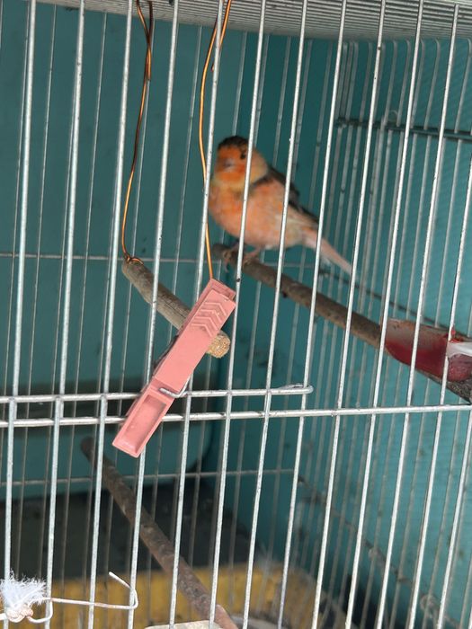 Продават се 8 канари