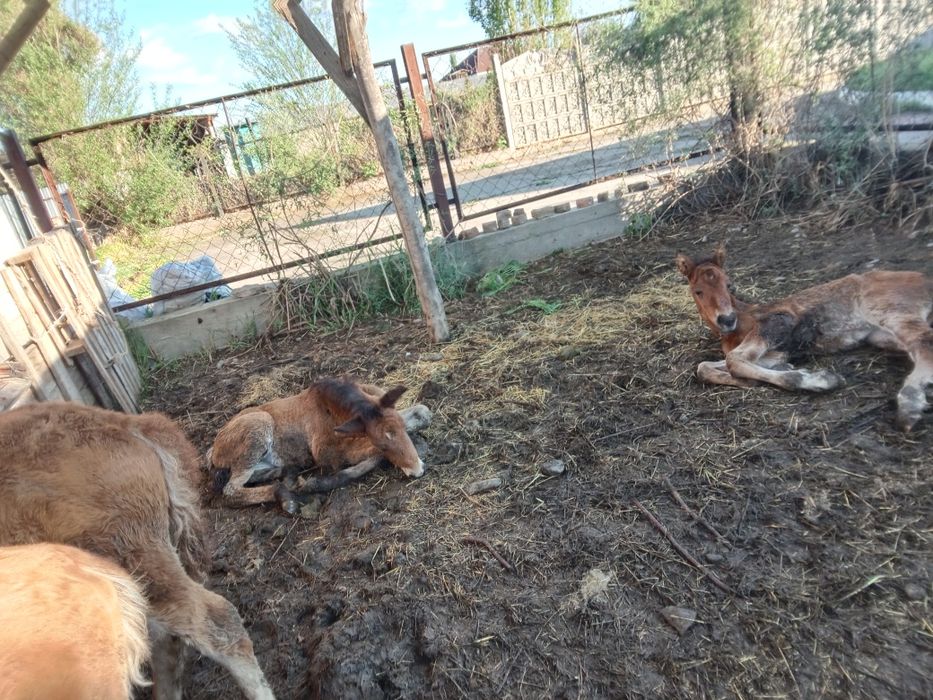 Кулындар сатылады