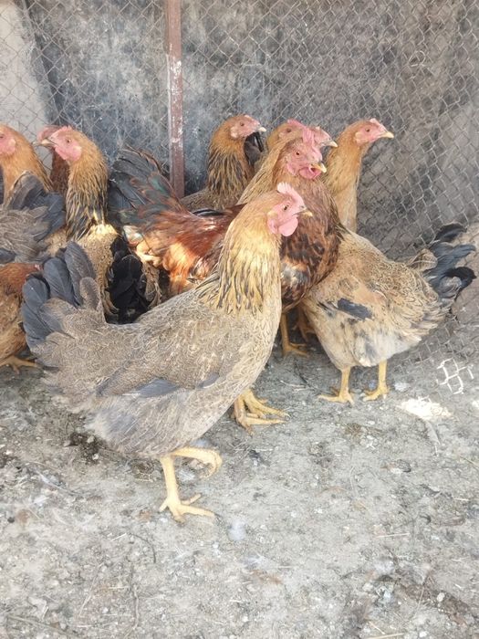 Продам куры домашние