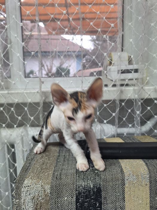 Продам котят сфинкса.