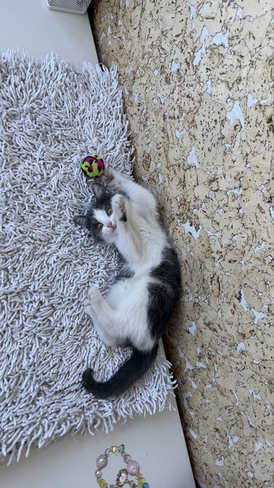 Отдам 2 котят, девочки, 3 месяца