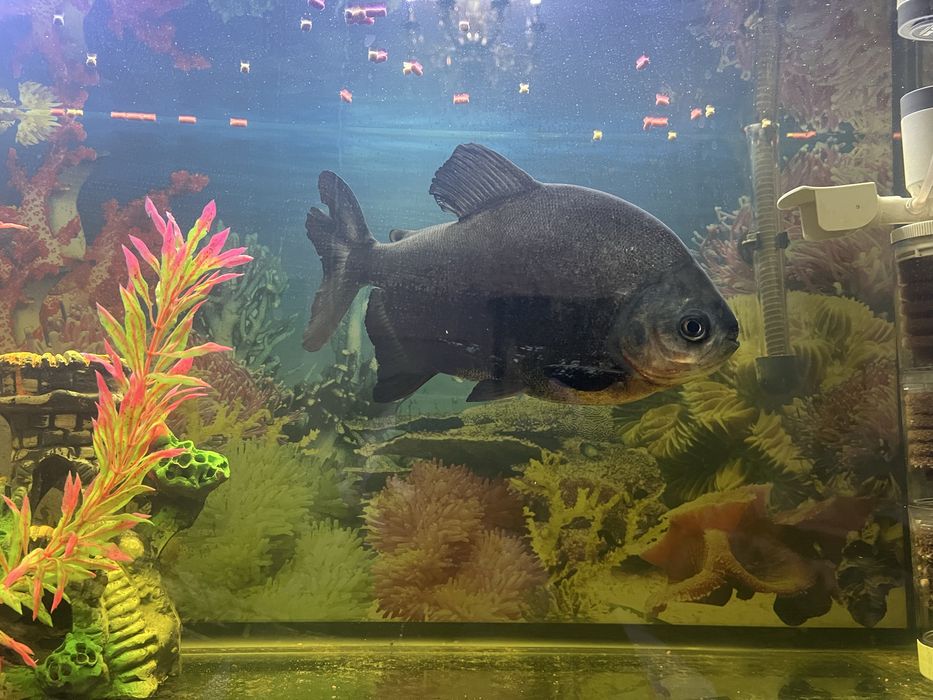 Akvarium baliqlari sotiladi