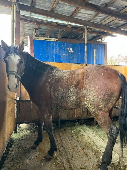 Продам срочно лошадь